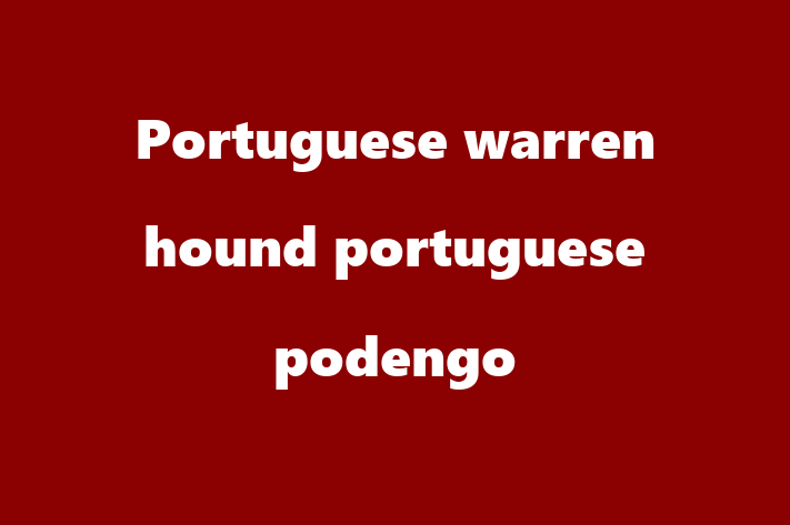 Adopt a Beautiful Portuguese warren hound portuguese podengo Dog in Upminster