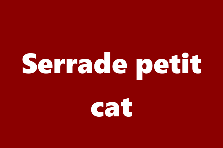 Adopt a Serrade petit cat Cat in Salford