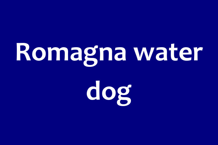 Romagna water dog Dog in Altrincham