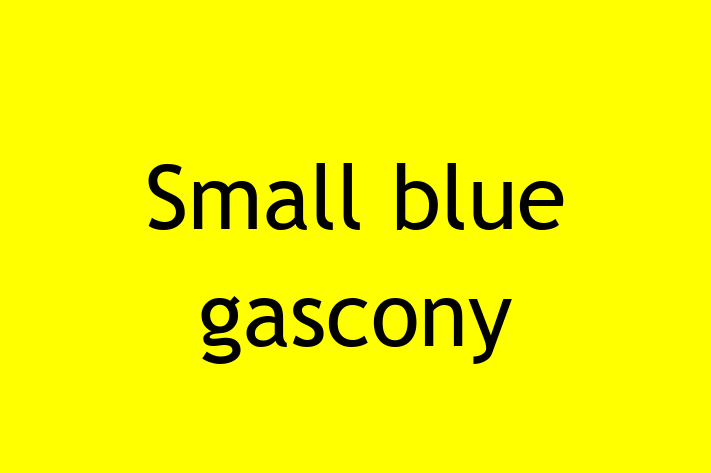 Adopt a Dog Small blue gascony Available in Harrow