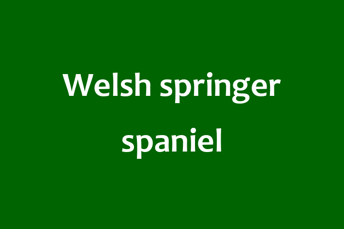 Find Your New Welsh springer spaniel Dog in Barking