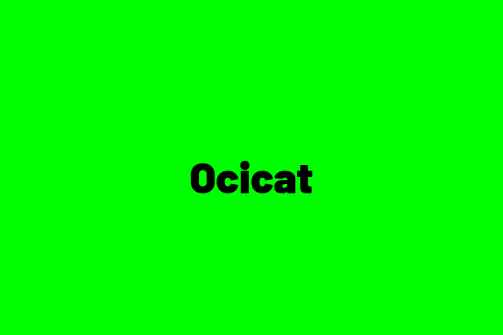 Adopt a Cat Today Ocicat in Gosport