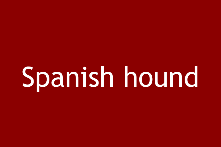 Find Your New Spanish hound Dog in Hounslow