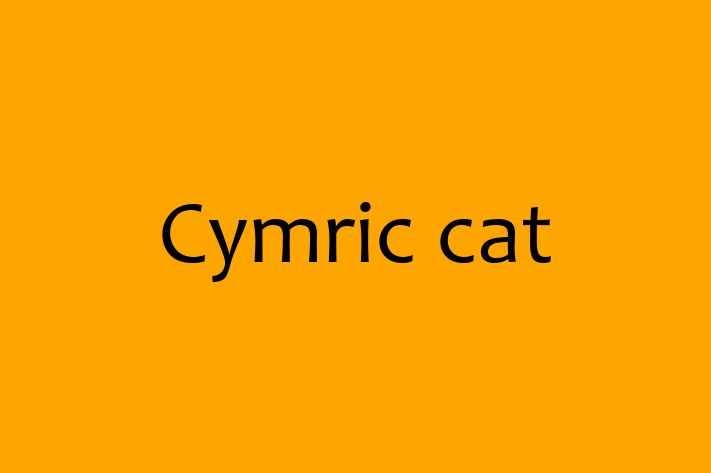 Cymric cat Cat for Sale in Sutton Coldfield