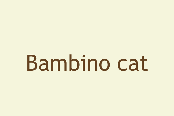 Charming Bambino cat Cat for Sale in Bexleyheath