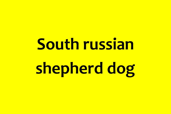 Dog South russian shepherd dog for Sale in Witney