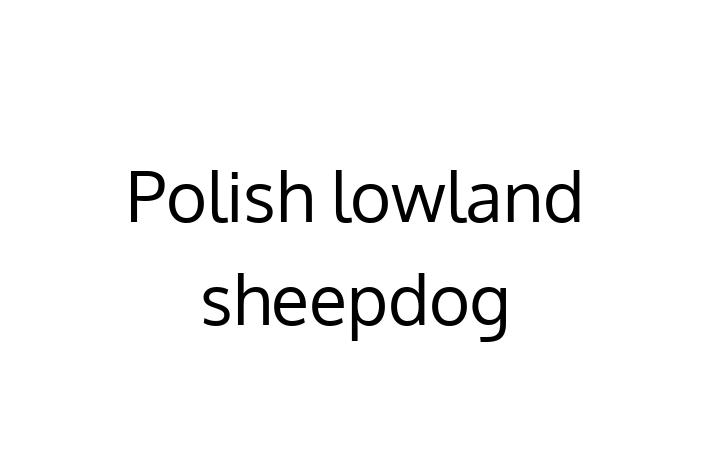 Charming Polish lowland sheepdog Dog for Sale in Melton Mowbray