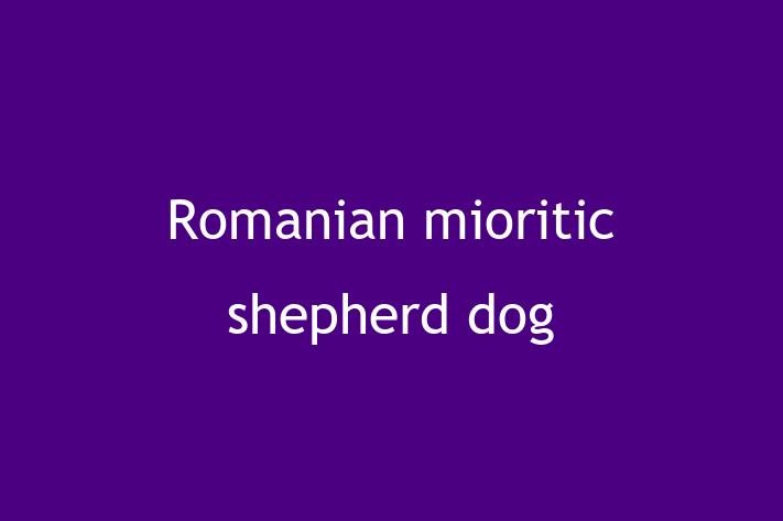 Find Your New Romanian mioritic shepherd dog Dog in Slough