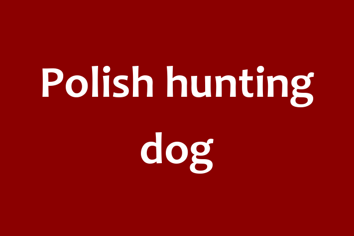 Polish hunting dog Dog in Gosport