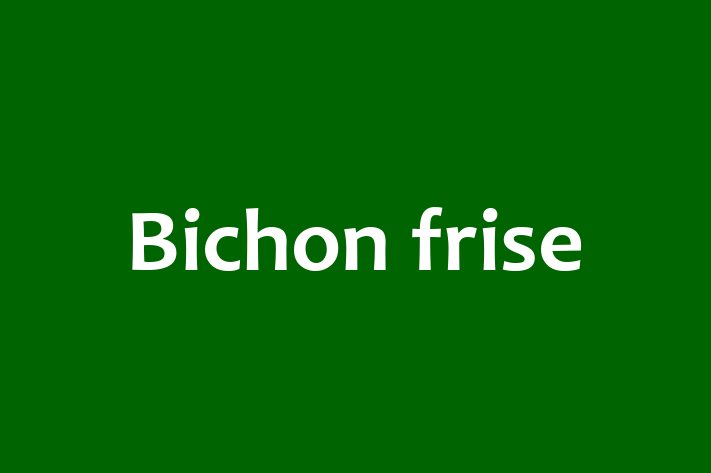 Adopt a Dog Today Bichon frise in Wyre