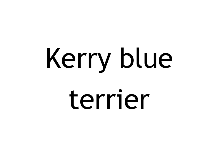 Adopt a Friendly Kerry blue terrier Dog in Castleford