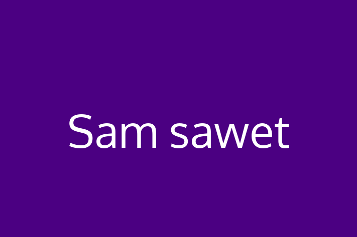 Sam sawet Cat for Adoption in Barking