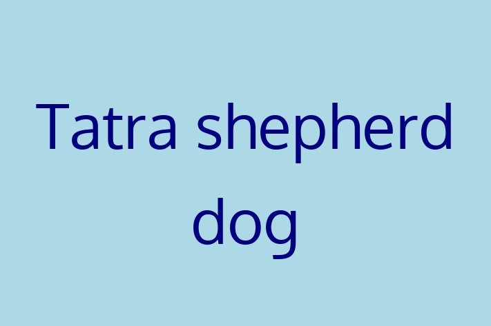 Tatra shepherd dog Dog PuppiesKittens for Sale in Sutton