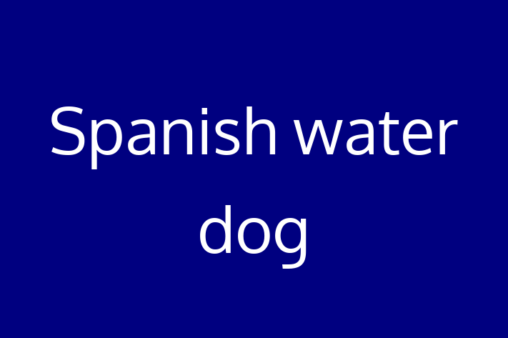 Adopt a Beautiful Spanish water dog Dog in Coventry