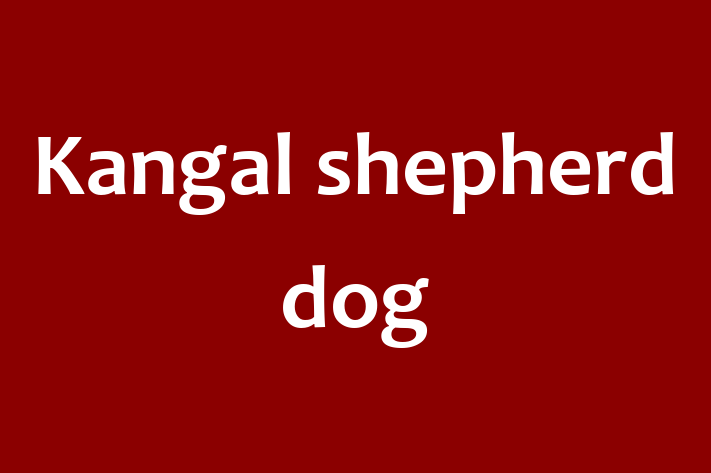 Kangal shepherd dog for Sale in Abingdon