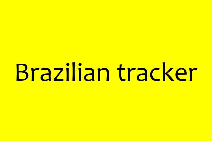 Find Your New Brazilian tracker Dog in Burton on Trent