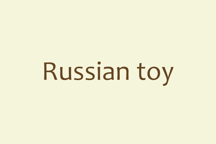 Russian toy Dog Available Now in Willington