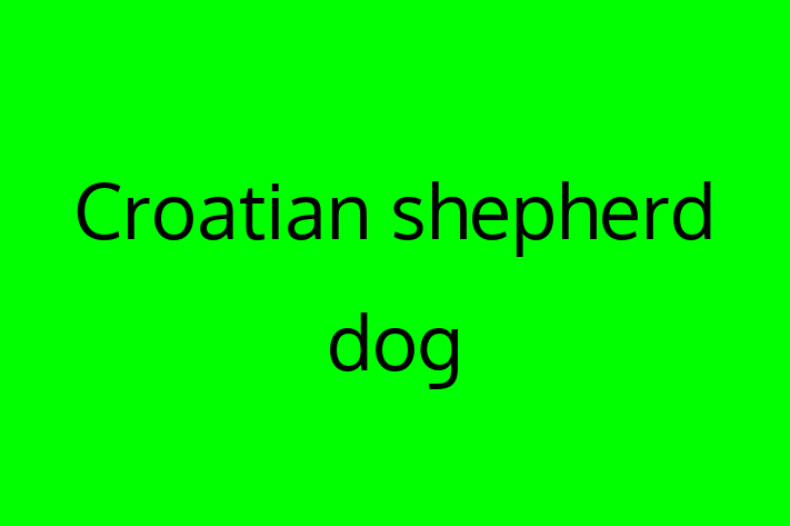 Croatian shepherd dog Dog Available Now in Barnet