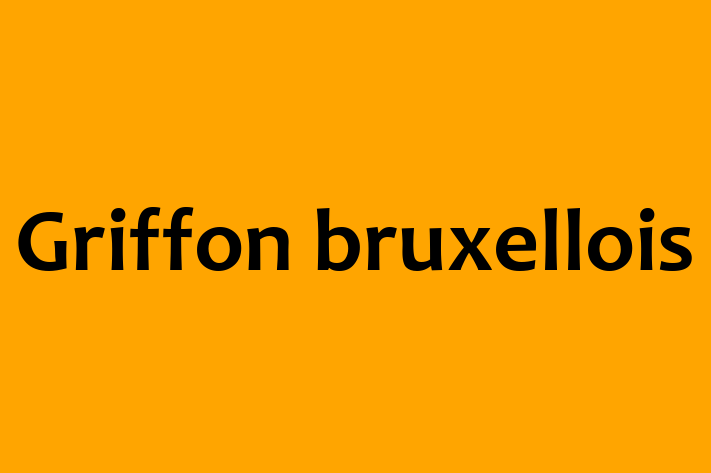 Adopt a Dog Griffon bruxellois Available in Slough