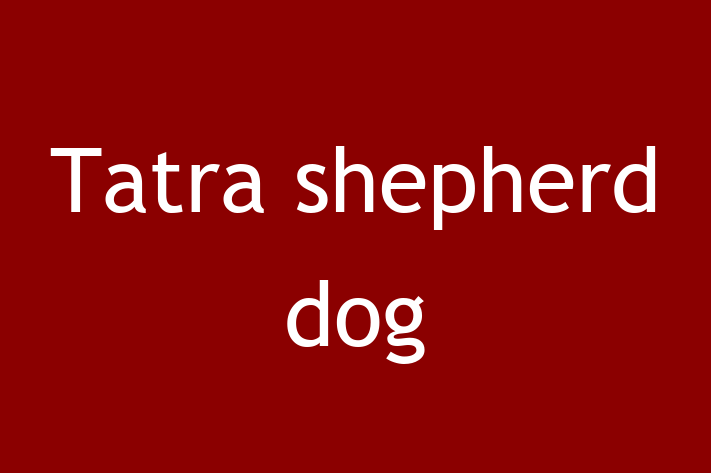 Adopt a Beautiful Tatra shepherd dog Dog in Windsor