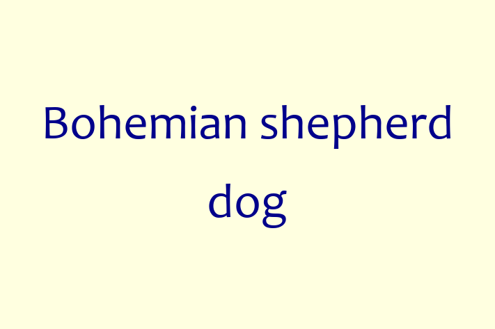 Bohemian shepherd dog Dog Ready for a Home in Chipping Sodbury