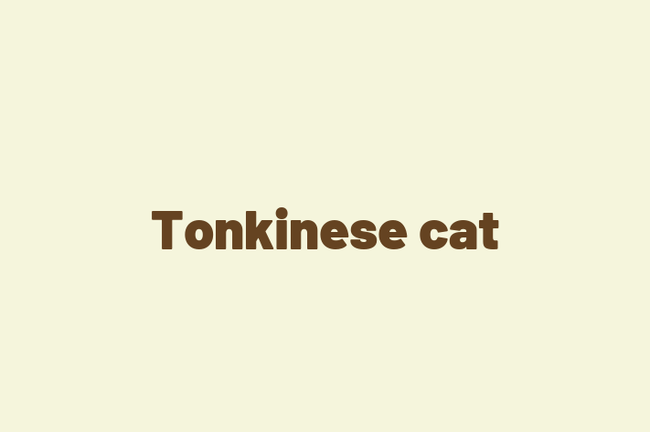 Tonkinese cat Cat for Sale in Wednesbury