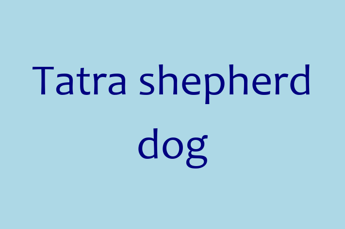 Charming Tatra shepherd dog Dog for Sale in Ormskirk