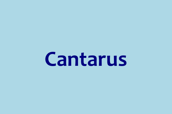 Cantarus