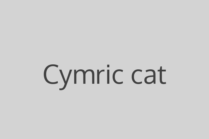 Cat Cymric cat for Sale in Pontypool