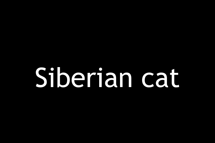 Find Your New Siberian cat Cat in Spalding