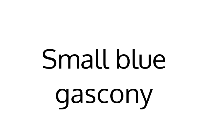 Adopt a Beautiful Small blue gascony Dog in Wigston Magna