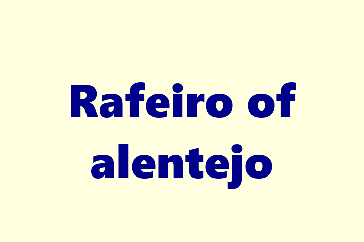 Rafeiro of alentejo Dog for Sale in Droitwich