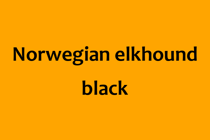 Find Your New Norwegian elkhound black Dog in Reading