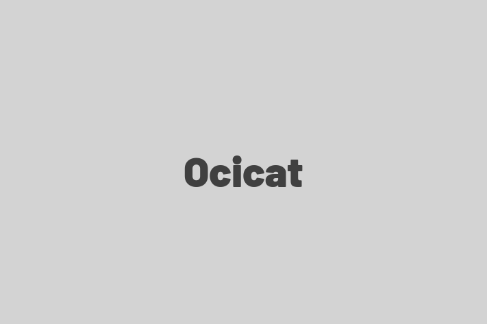 Find Your New Ocicat Cat in Macclesfield