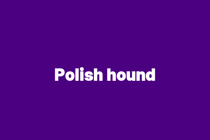 Polish hound Dog in Bolton