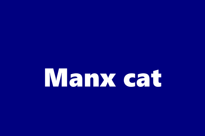 Manx cat Cat PuppiesKittens for Sale in Wrecsam