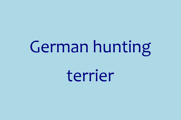 German hunting terrier Dog in Stratford on Avon Ready for a New Home