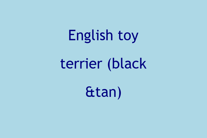 Charming English toy terrier black tan Dog for Sale in Letchworth