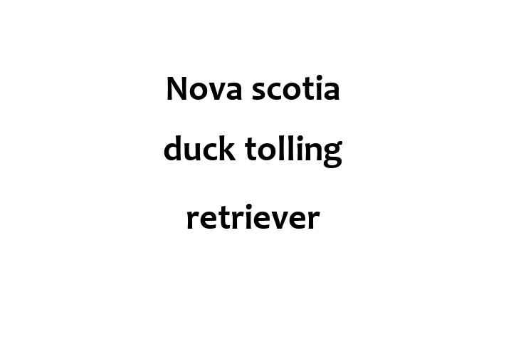 Find Your New Nova scotia duck tolling retriever Dog in Cheadle Hulme