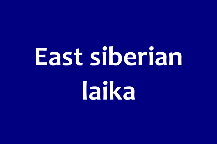 East siberian laika Dog for Adoption in LondonderryDerry