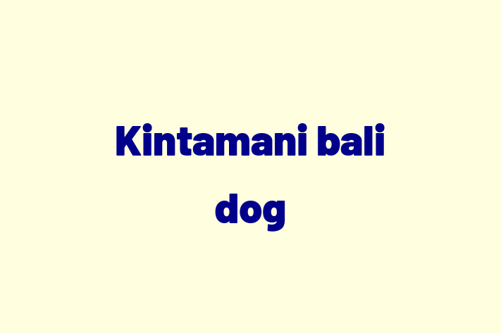 Kintamani bali dog Dog PuppiesKittens for Sale in Huntingdon