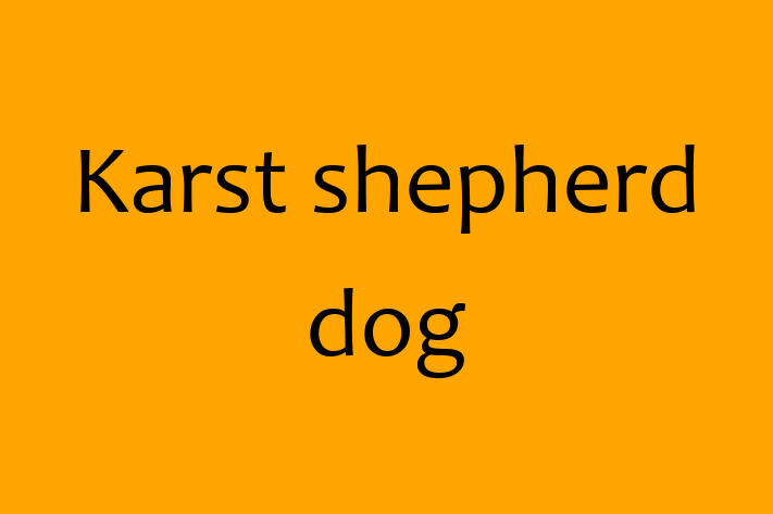 Adopt a Friendly Karst shepherd dog Dog in Brentwood