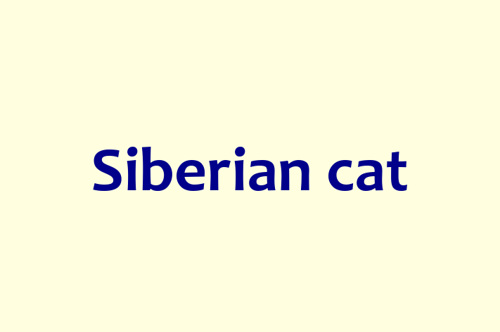 Charming Siberian cat Cat for Sale in Worthing