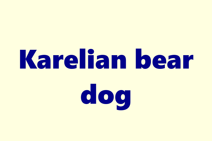 Karelian bear dog Dog for Sale in Bury