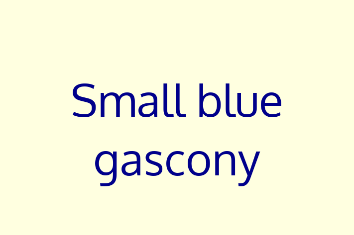 Adopt a Dog Small blue gascony Available in Willingham