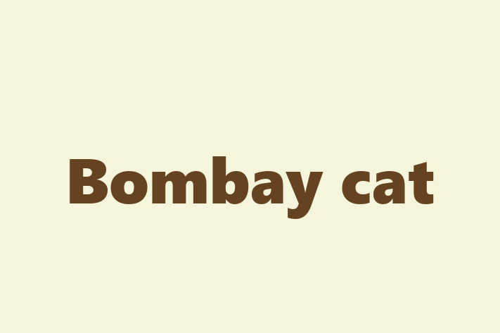 Bombay cat Cat for Sale in Cleethorpes