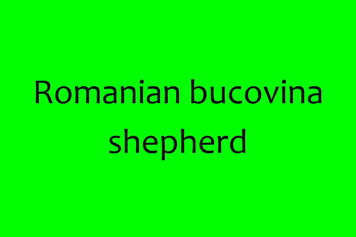 Romanian bucovina shepherd Dog in Waterlooville Ready for a New Home