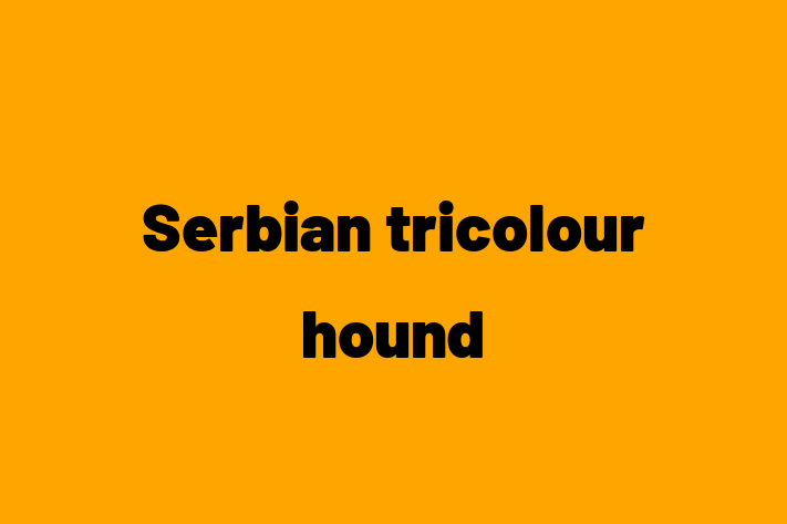 Serbian tricolour hound Dog for Sale in Burton on Trent