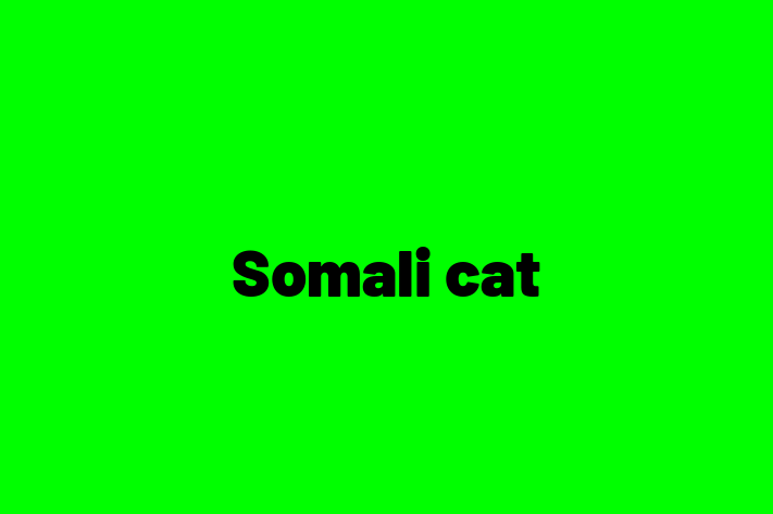 Adopt a Cat Somali cat Available in Ellesmere Port