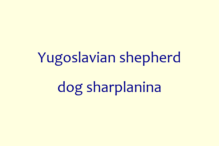 Dog Yugoslavian shepherd dog sharplanina for Sale in Didcot